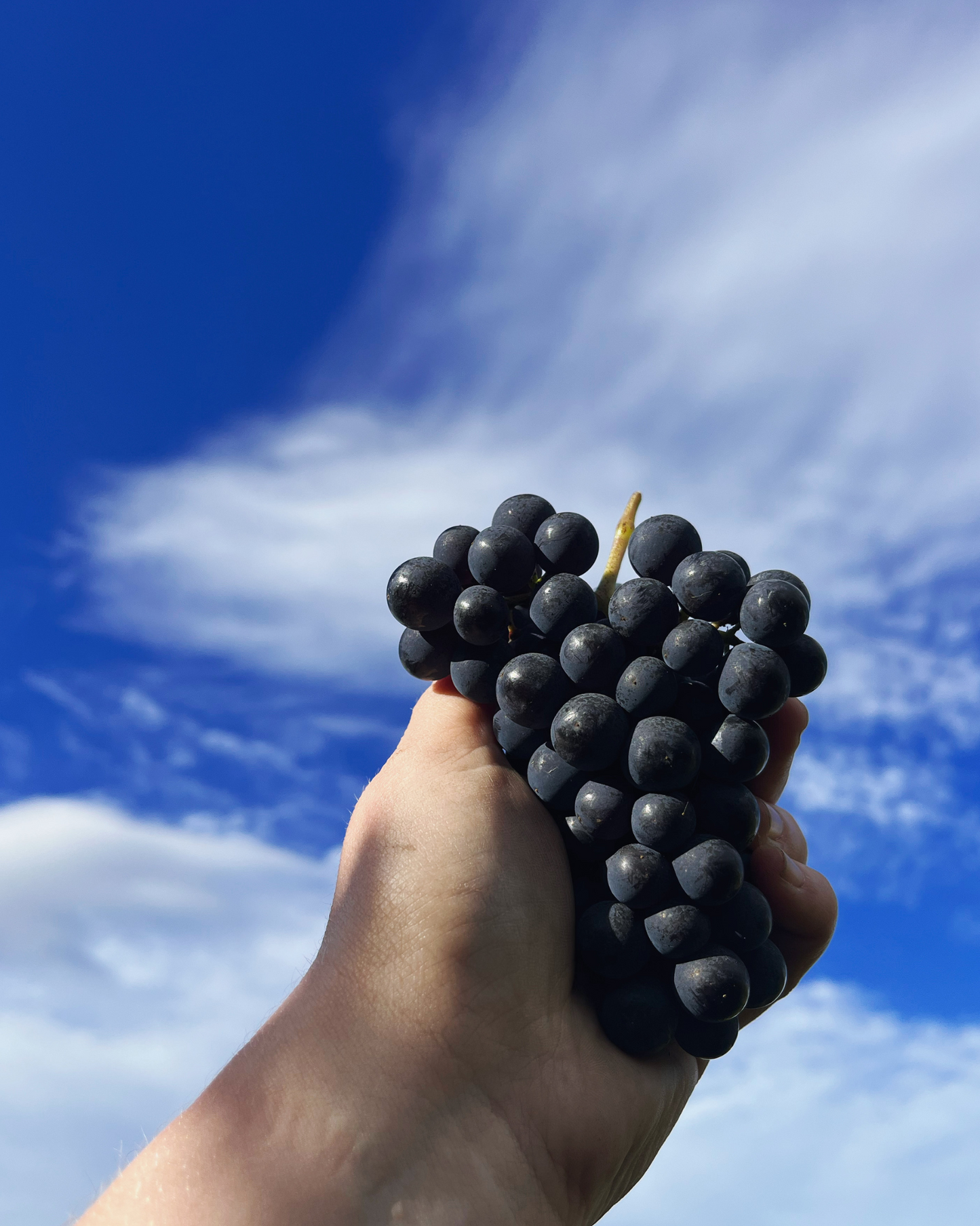2023 Cabernet Franc