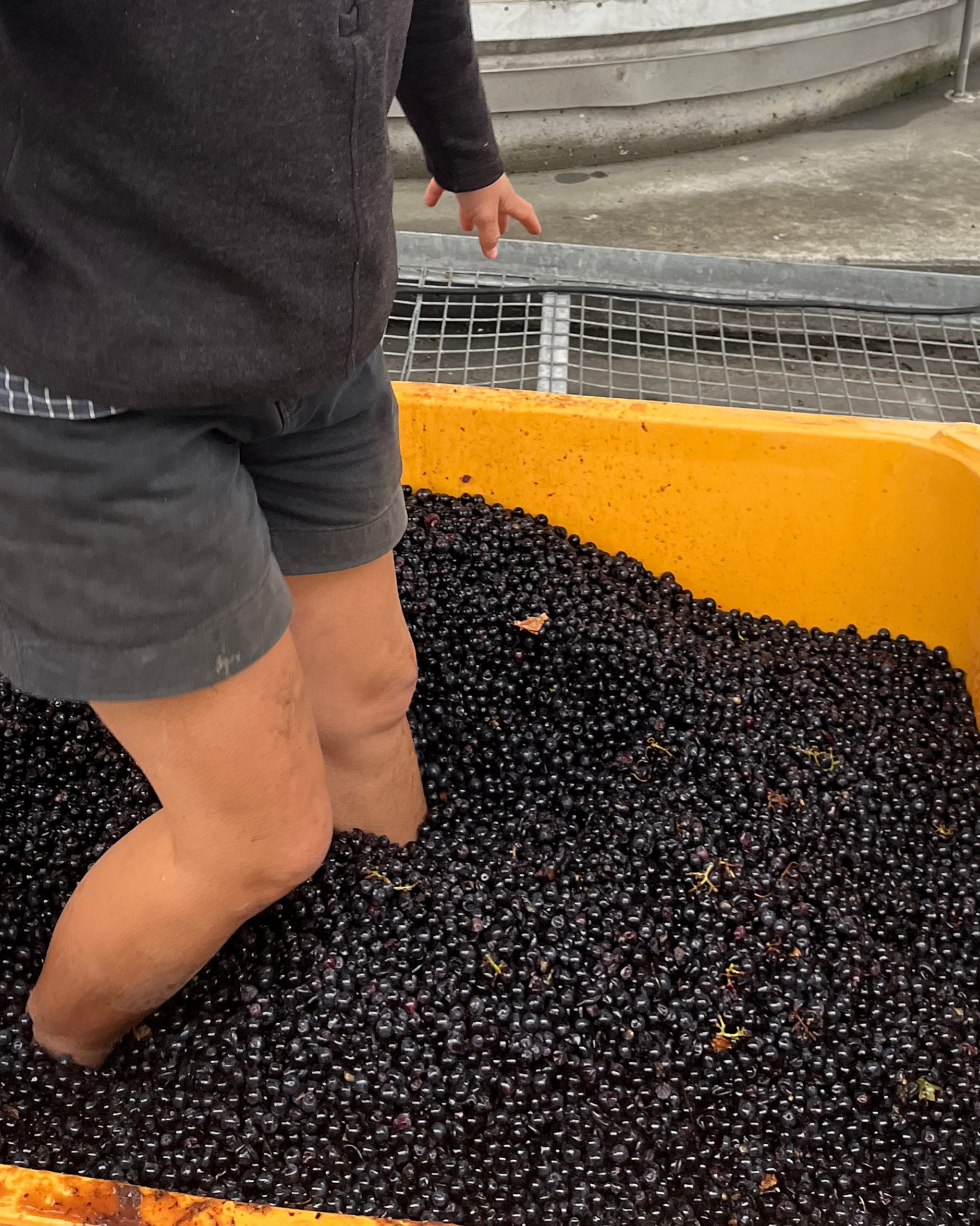 2023 Cabernet Franc