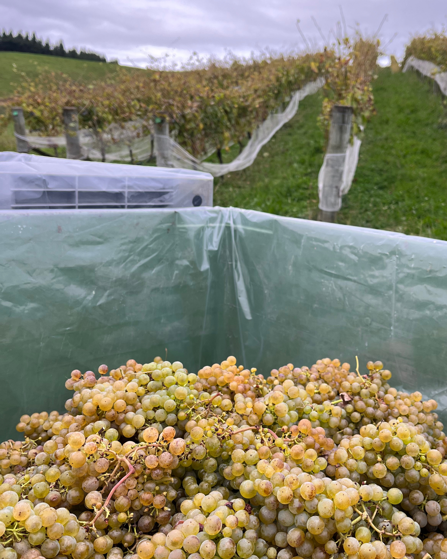 2023 Albariño