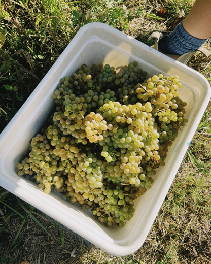 2024 Albariño