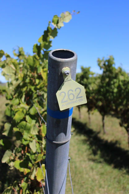 2025 Albariño