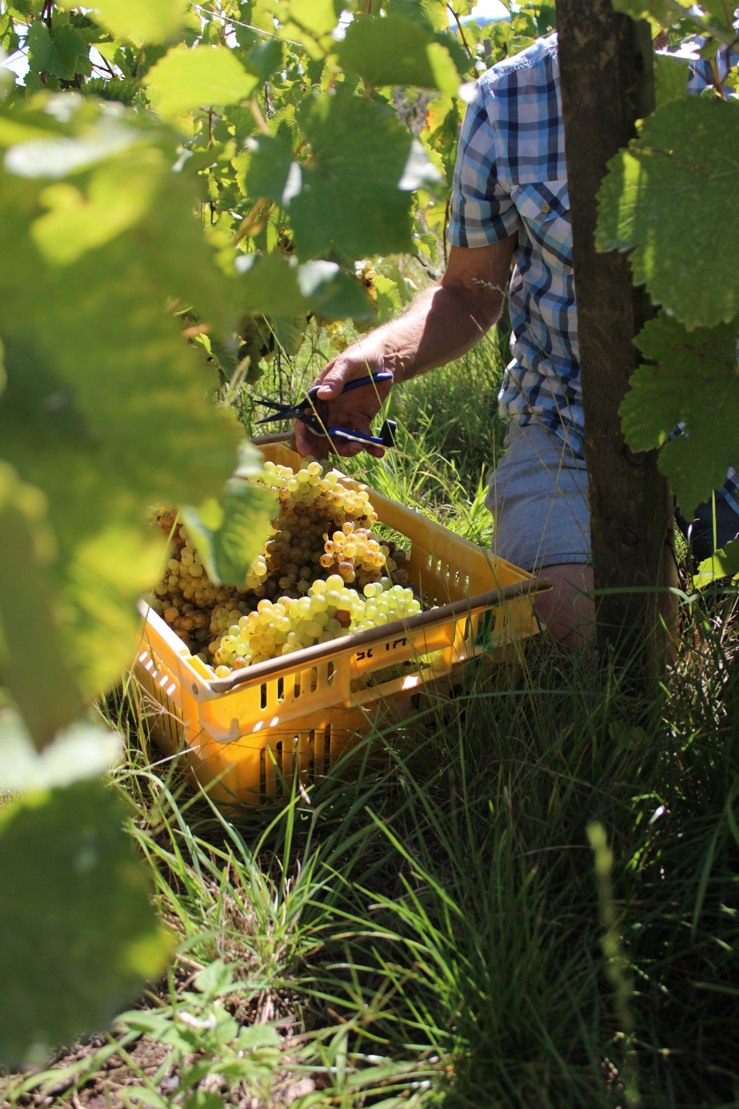 2025 Chenin Blanc (TF x Gordon Russell)