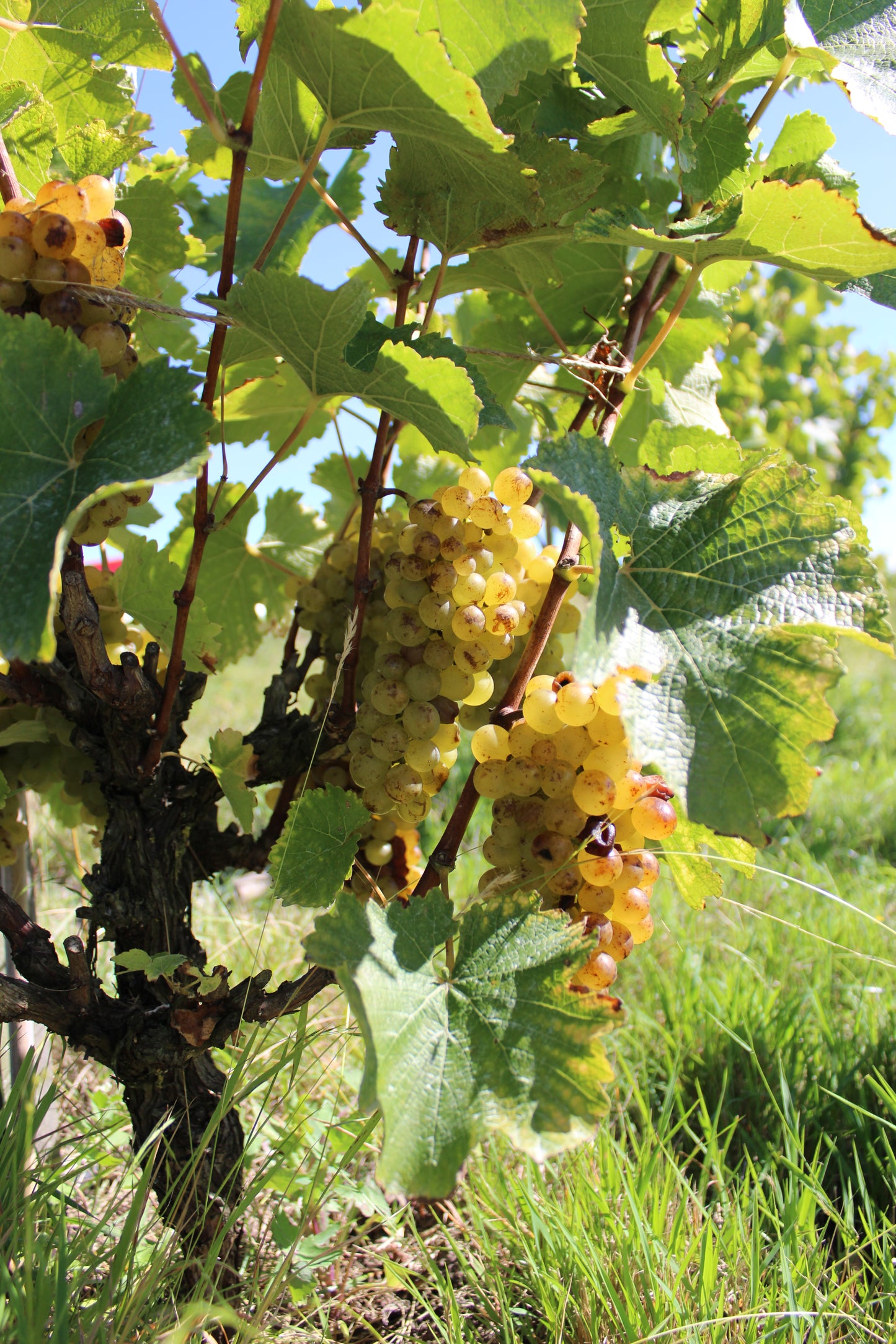 2025 Chenin Blanc (TF x Gordon Russell)