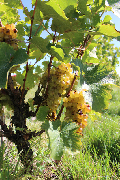 2025 Chenin Blanc (TF x Gordon Russell)