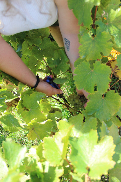 2025 Chenin Blanc (TF x Gordon Russell)