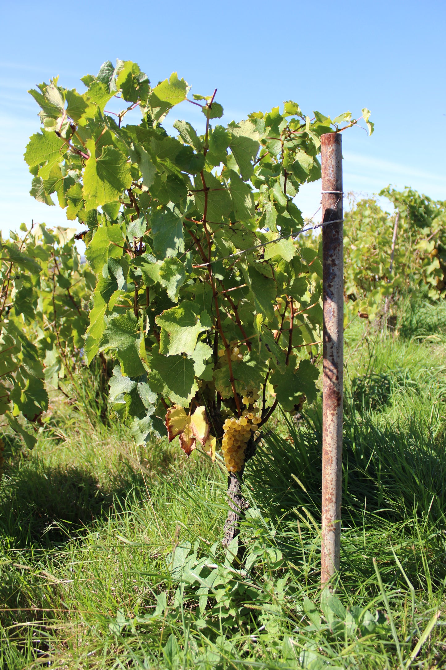 2025 Chenin Blanc (TF x Gordon Russell)