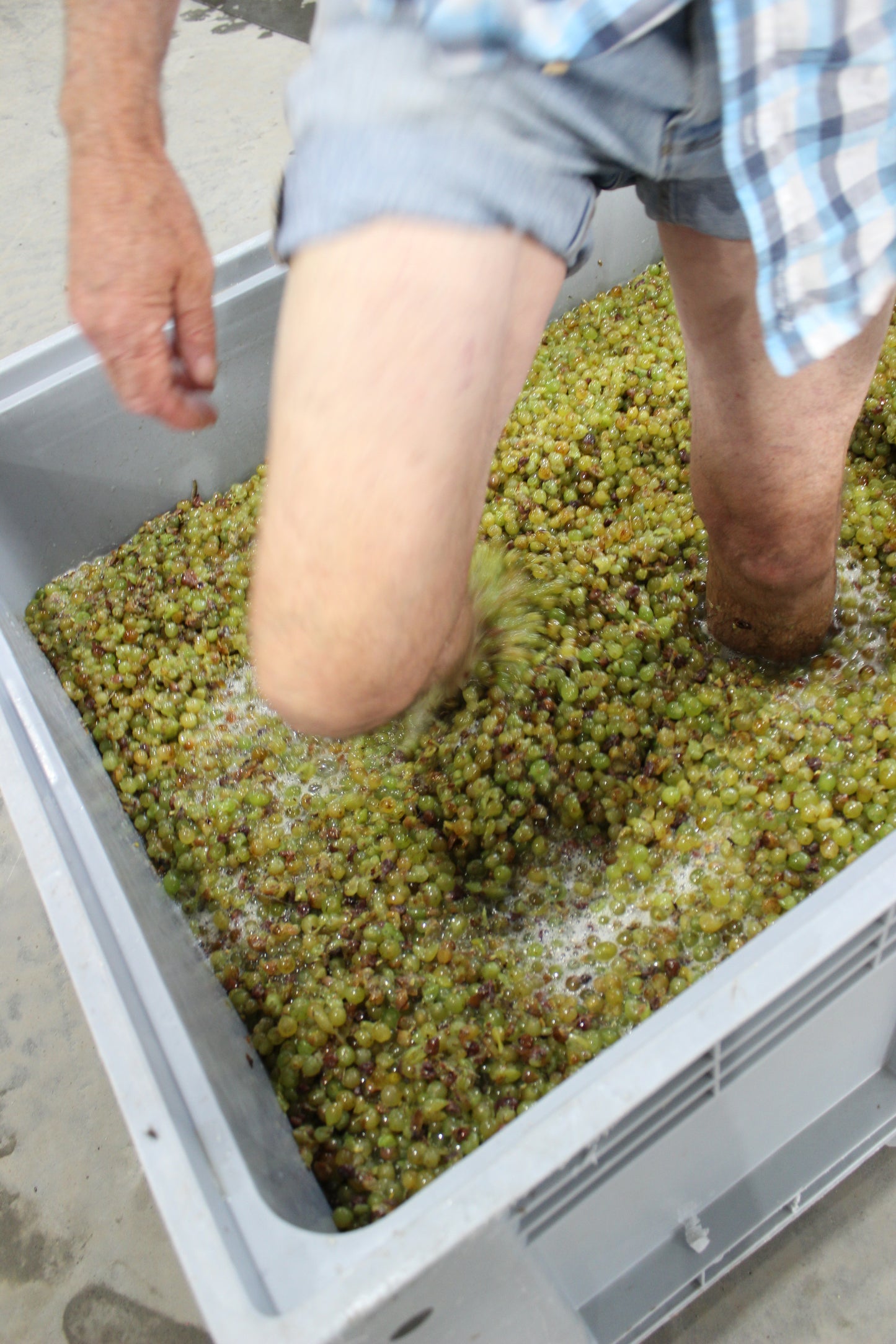 2025 Chenin Blanc (TF x Gordon Russell)