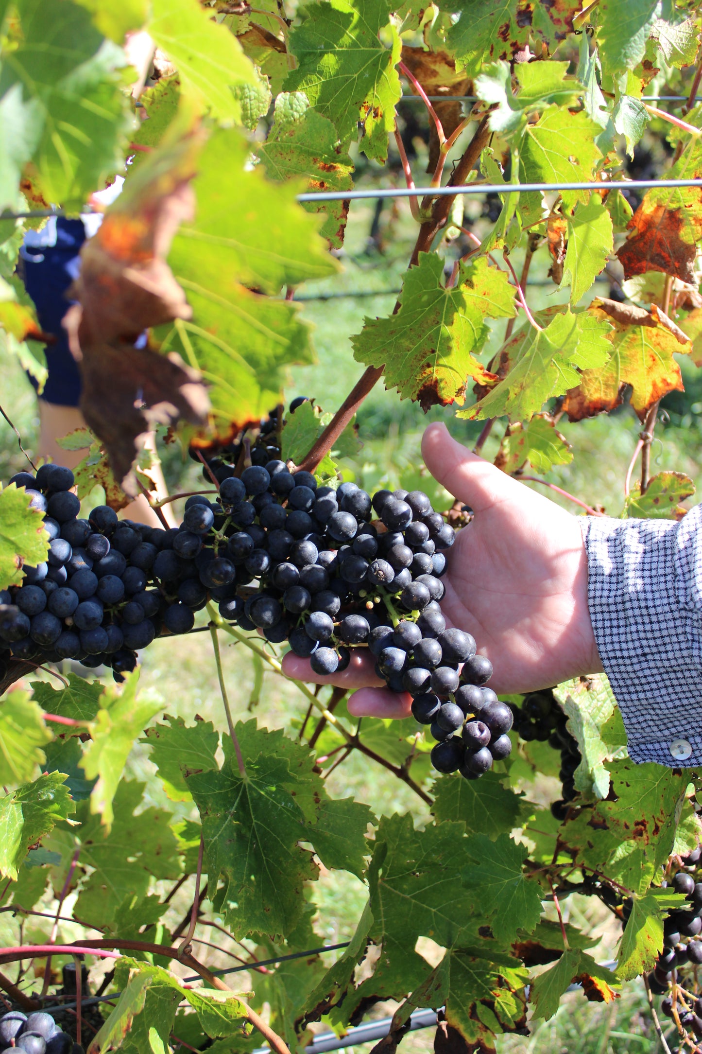 2025 Cabernet Franc