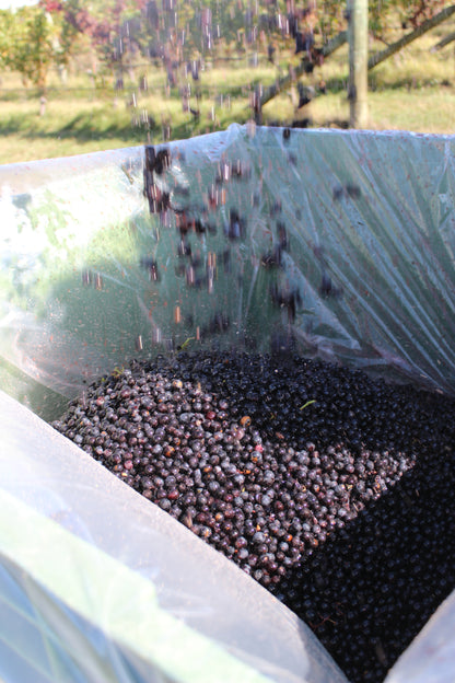 2025 Cabernet Franc