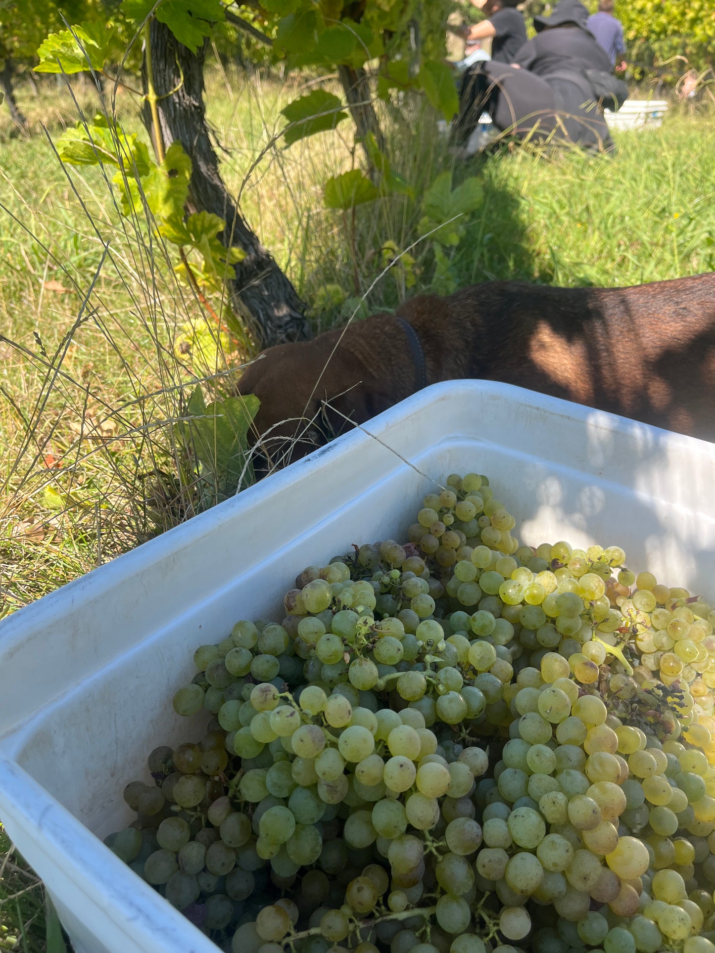 2025 Sauvignon Blanc (TF x Jenny Dobson)
