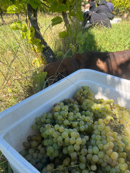 2025 Sauvignon Blanc (TF x Jenny Dobson)