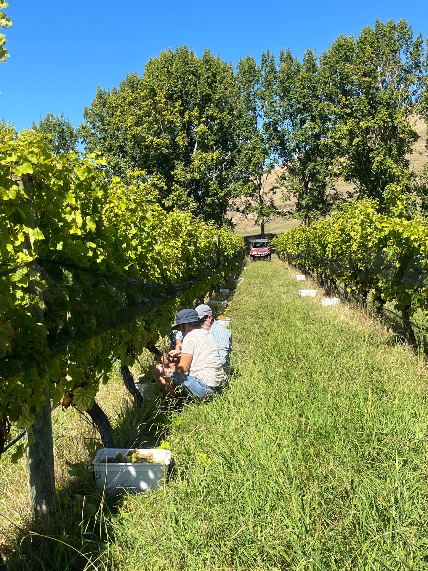 2025 Sauvignon Blanc (TF x Jenny Dobson)