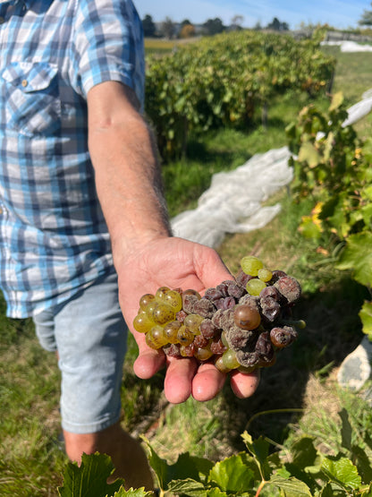 2025 Chenin Blanc (TF x Gordon Russell)