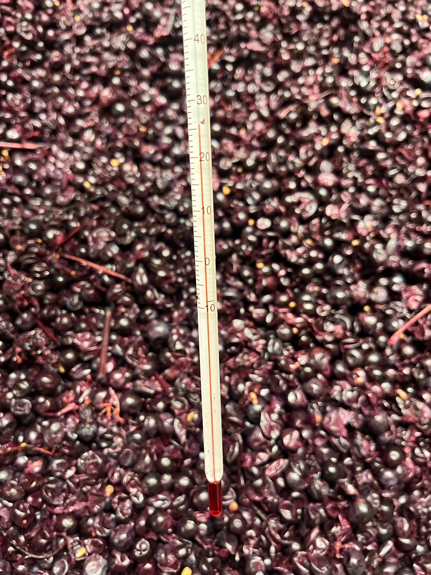 2025 Cabernet Franc