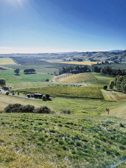 2025 Sauvignon Blanc (TF x Jenny Dobson)