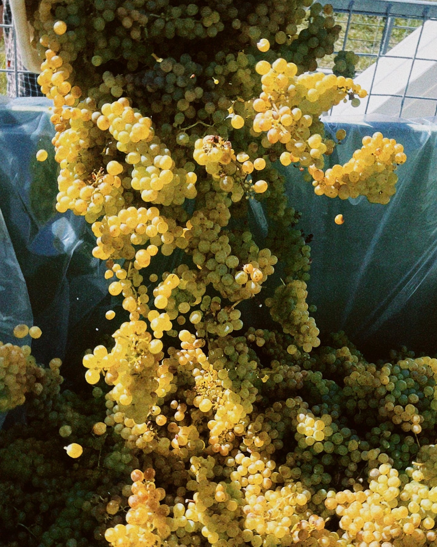 2025 Sauvignon Blanc (TF x Jenny Dobson)
