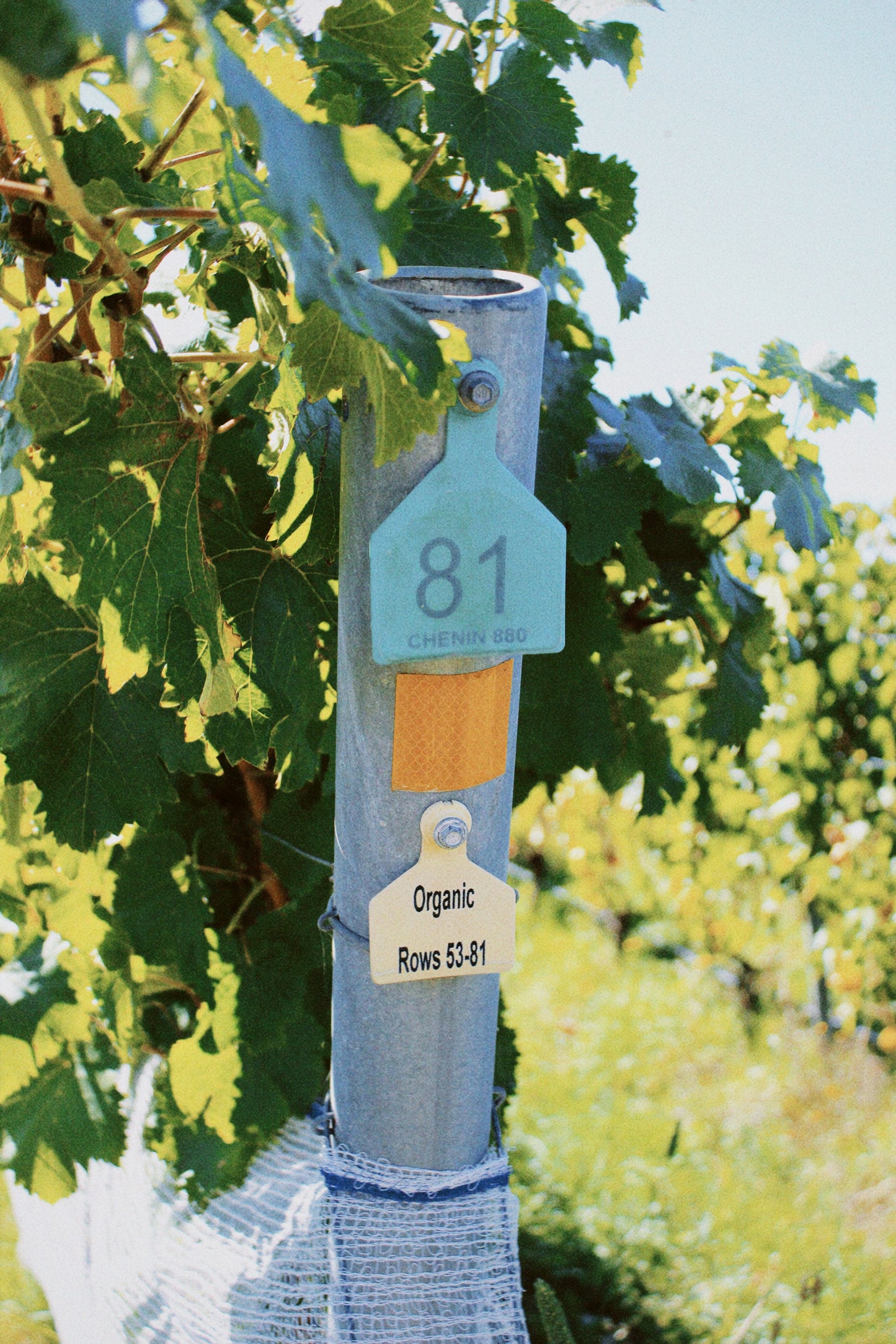 2025 Chenin Blanc (TF x Gordon Russell)