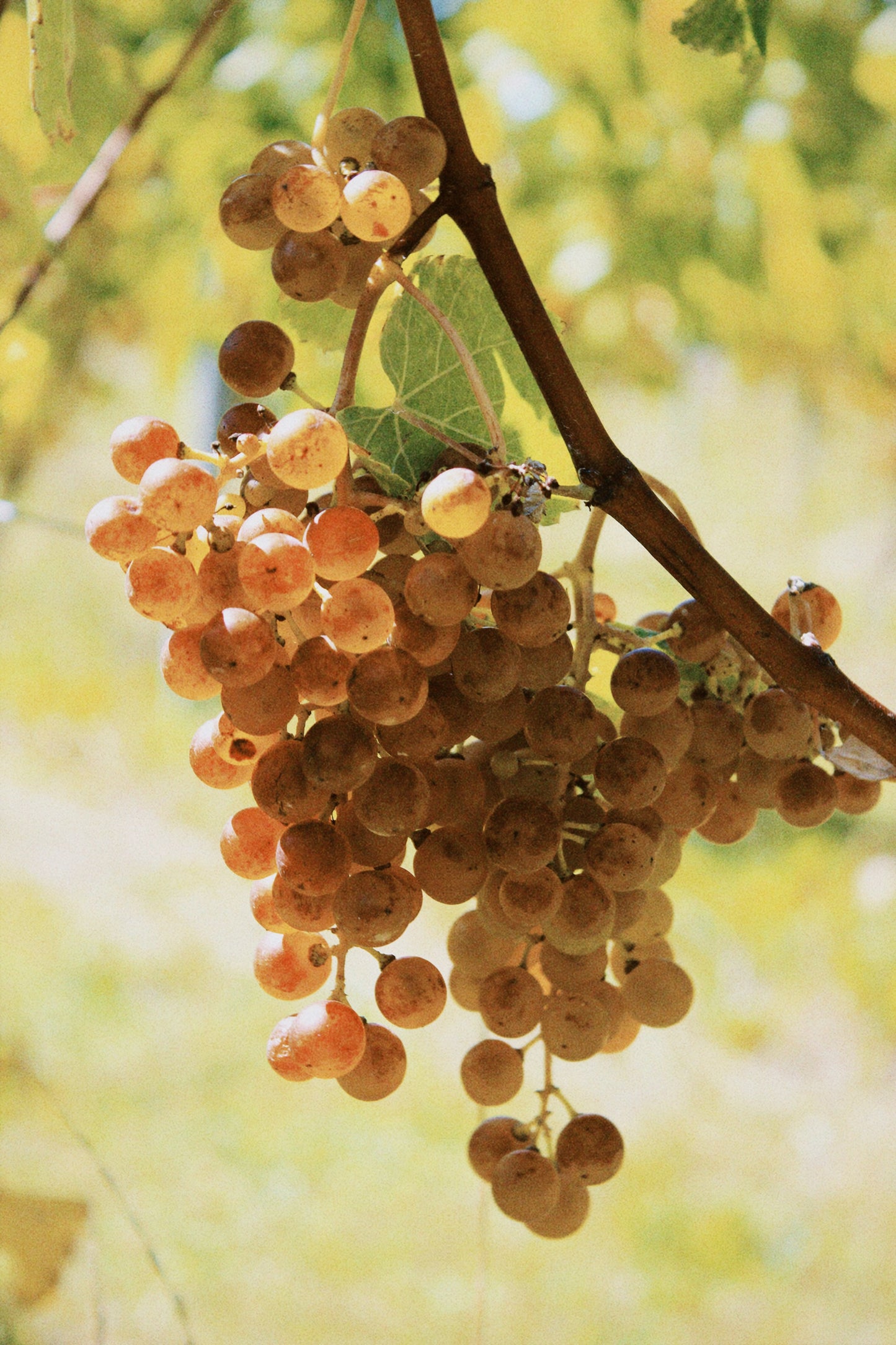 2025 Albariño