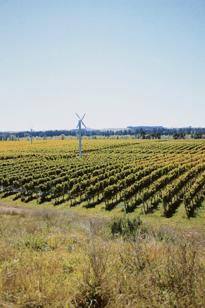 2025 Chenin Blanc (TF x Gordon Russell)