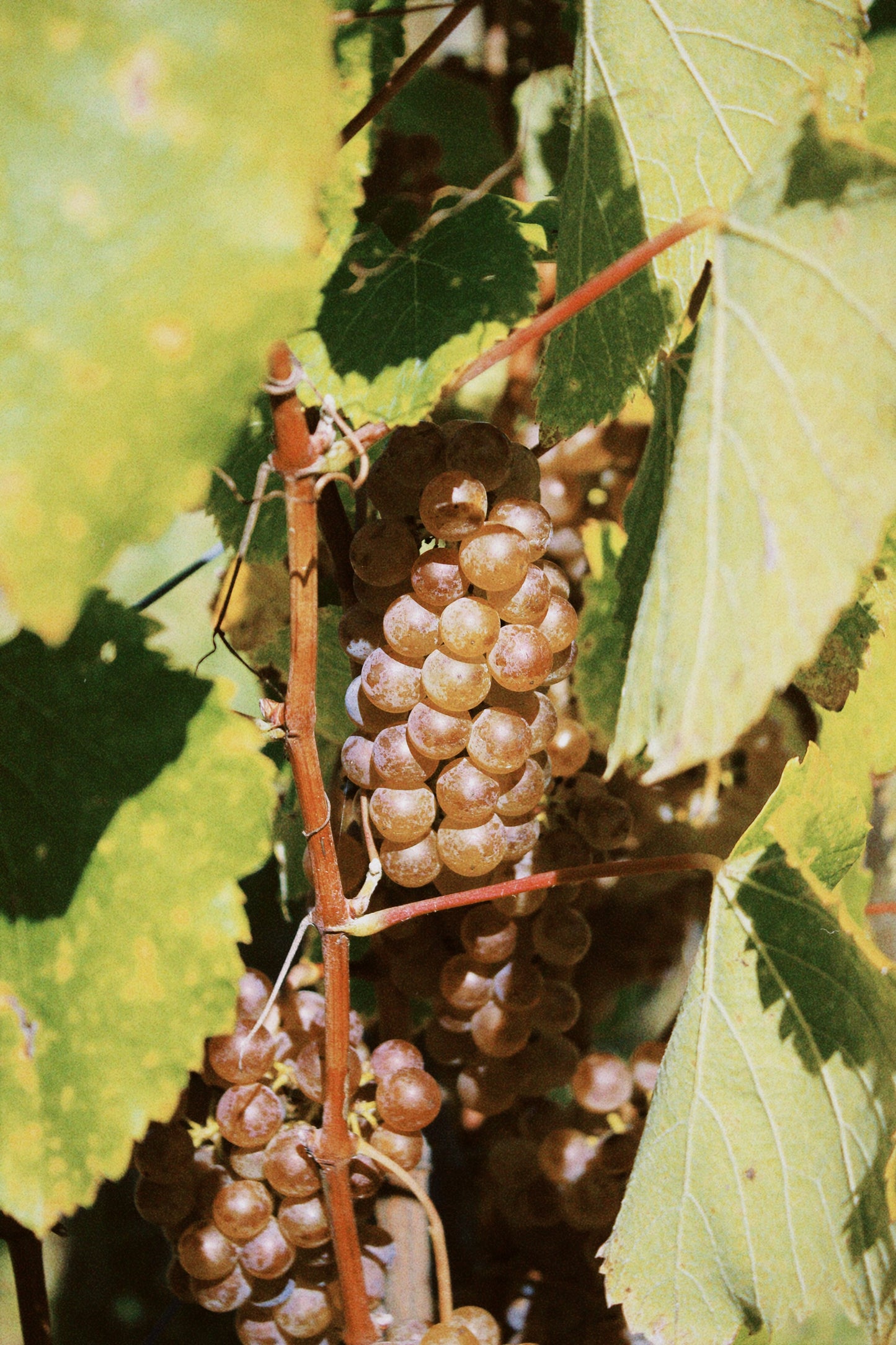 2025 Albariño