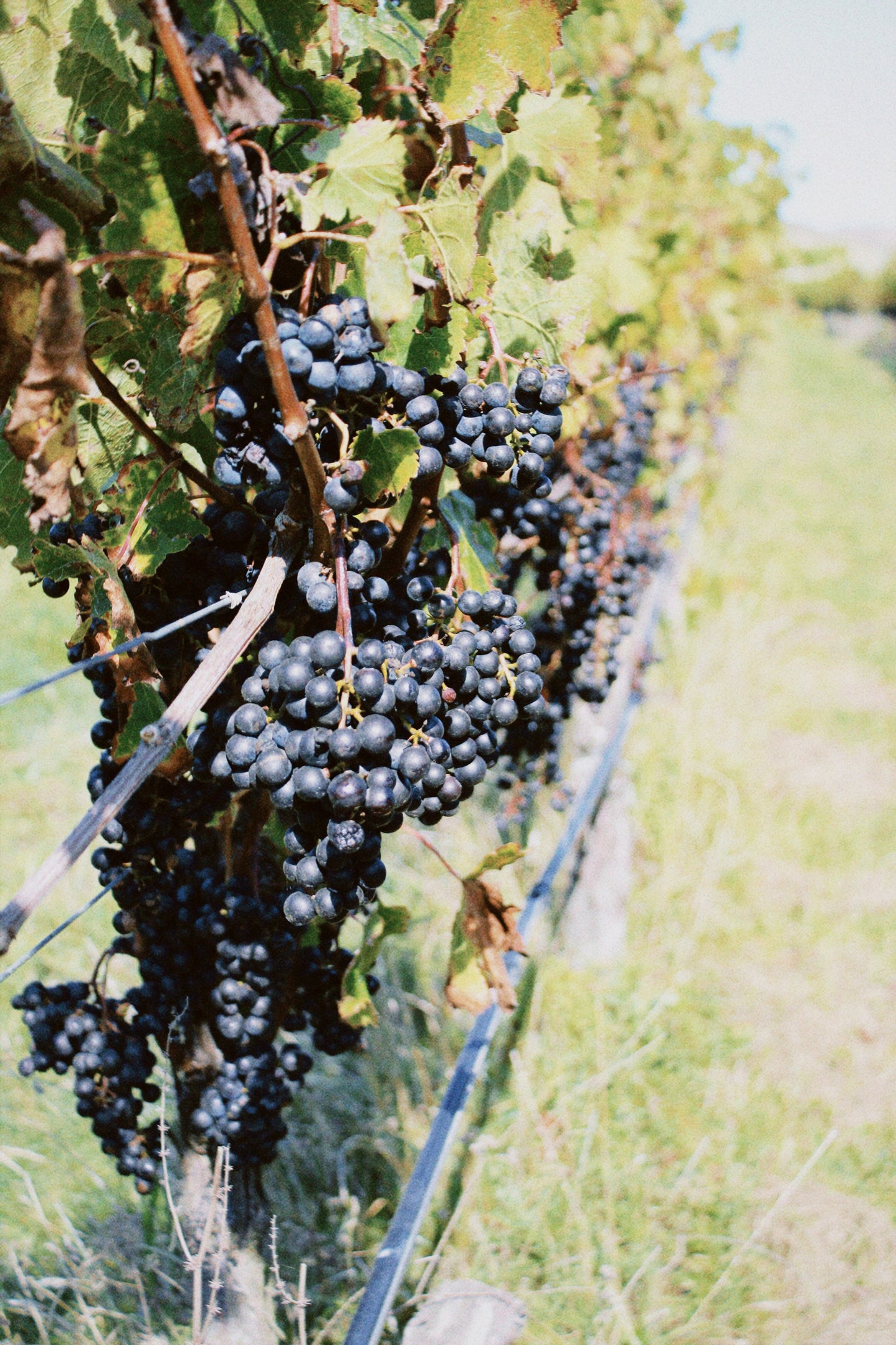 2025 Cabernet Franc