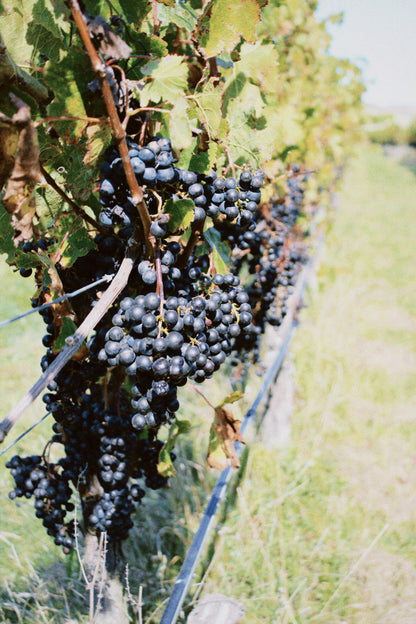 2025 Cabernet Franc