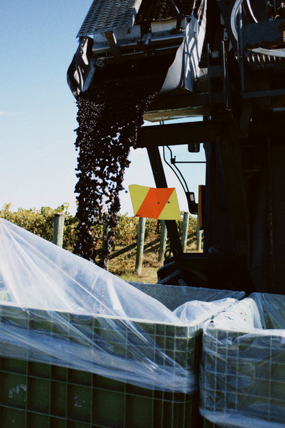 2025 Cabernet Franc