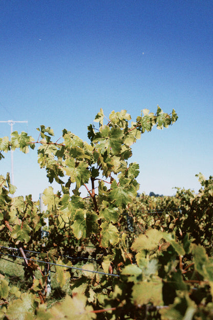 2025 Cabernet Franc